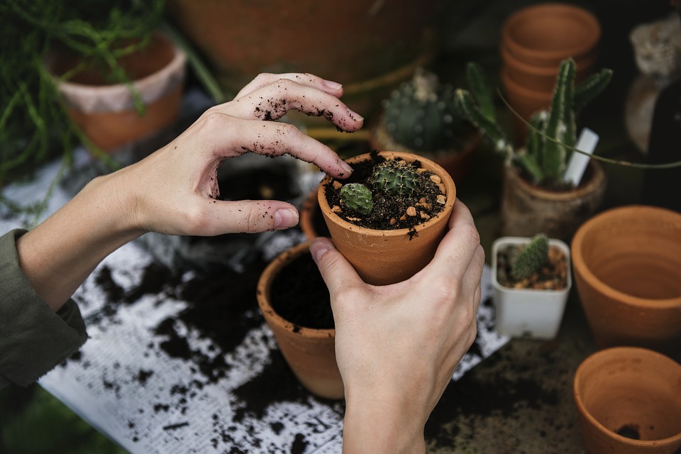 Devenez un pro du jardinage : conseils pratiques pour avoir la main verte