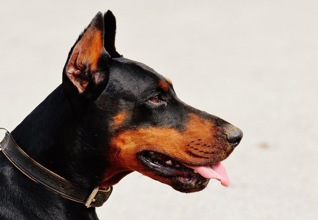 Les clés pour une bonne santé canine