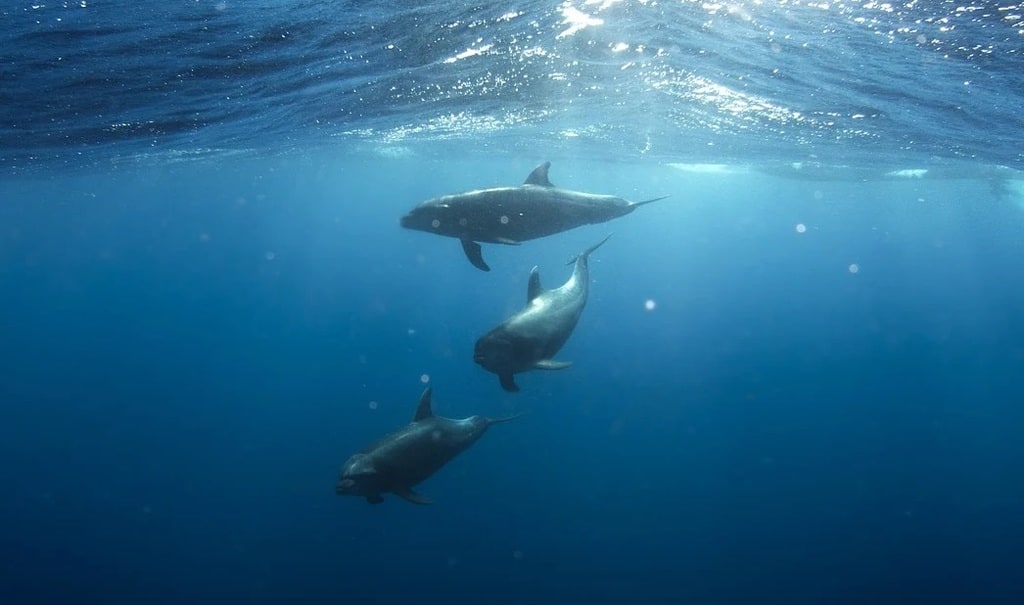 Observer les dauphins en respectant leur environnement naturel