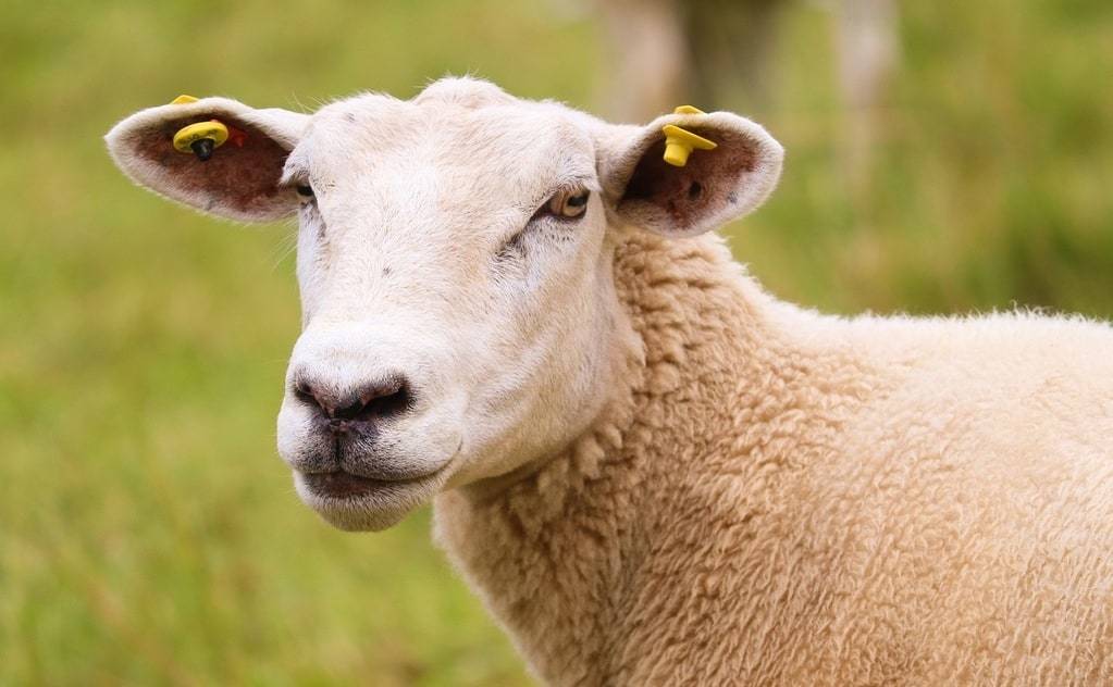 Tout ce que vous devez savoir sur l'élevage des moutons